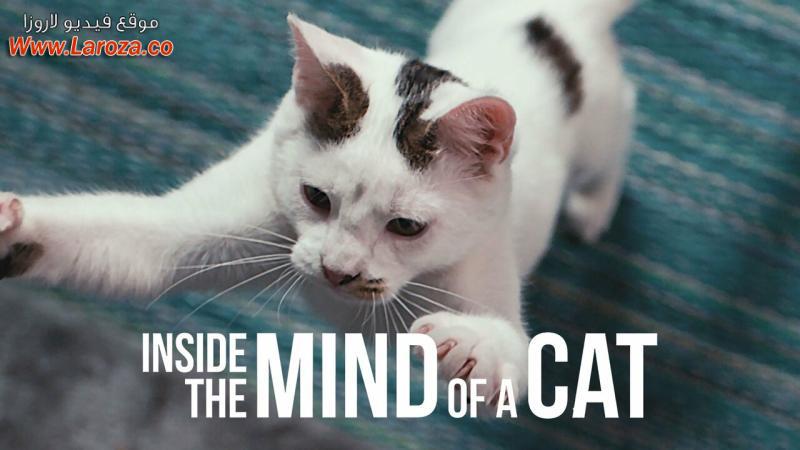 فيلم Inside the Mind of a Cat 2022 مترجم HD اون لاين